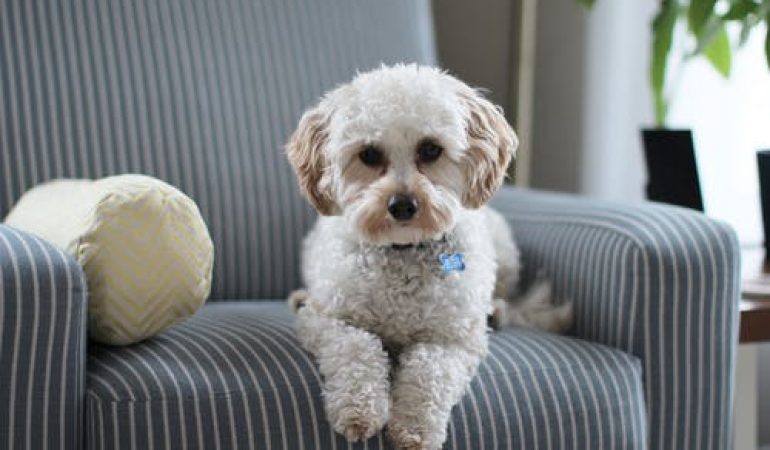 Is It Important to Bring Your Pet To The Vet?